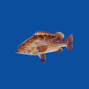 Orange-Spotted Grouper