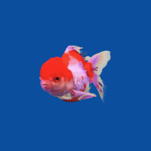 Lionhead Goldfish
