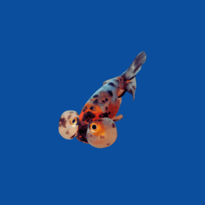 Bubble Eye Goldfish
