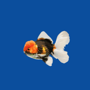 Oranda Goldfish