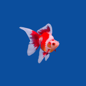 Ryukin Goldfish